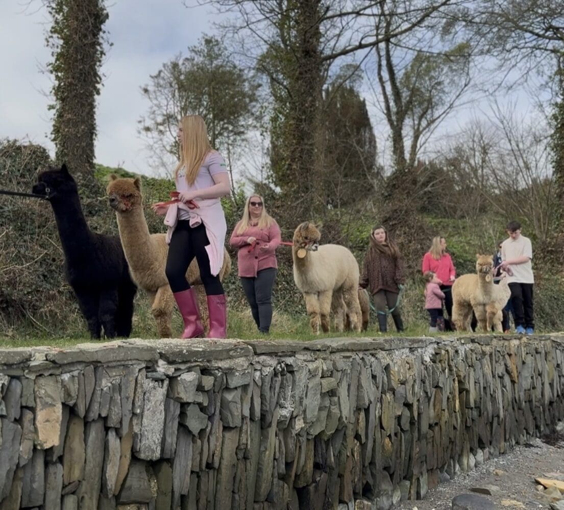 Strangford Bay Alpacas - The Alpaca Walking Experience and Meet & Greet